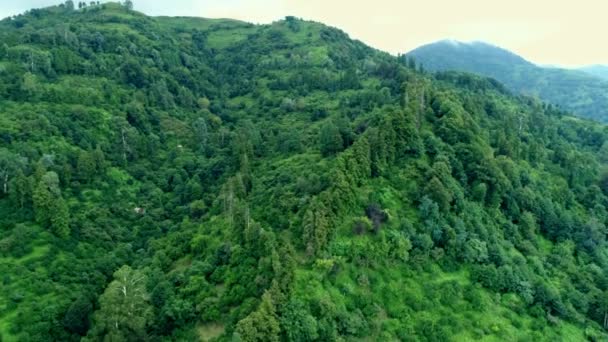 Orman Hava dron görüntüleri — Stok video