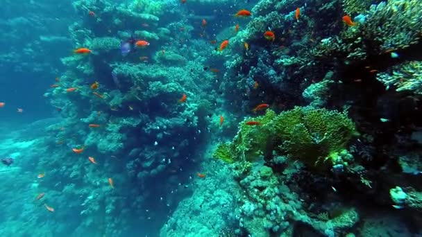 Underwater world corals and tropical fish — Stock Video