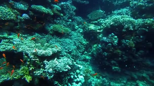 Underwater world corals and tropical fish — Stock Video