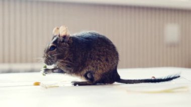 Şili sincabı mısır yiyor