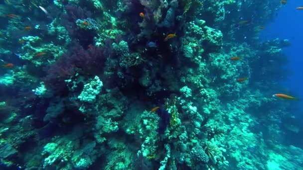 Corais mundiais subaquáticos e peixes tropicais — Vídeo de Stock