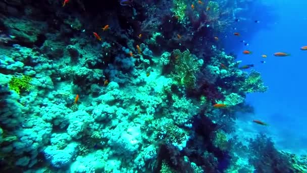 Onderwater wereld koralen en tropische vissen — Stockvideo