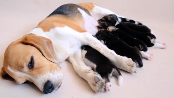 Moeder hond voeden beagle pups — Stockvideo