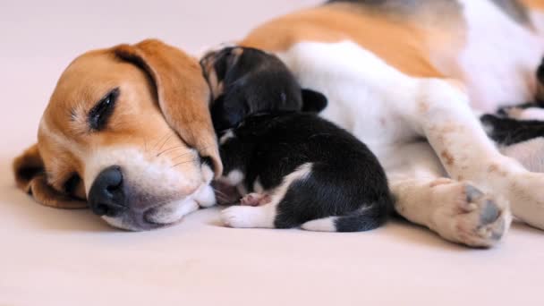 Mãe cão alimentando filhotes de beagle — Vídeo de Stock