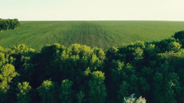 Ormanın arkasındaki yeşil alan.