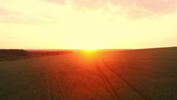 Захід сонця в літньому полі — стокове відео