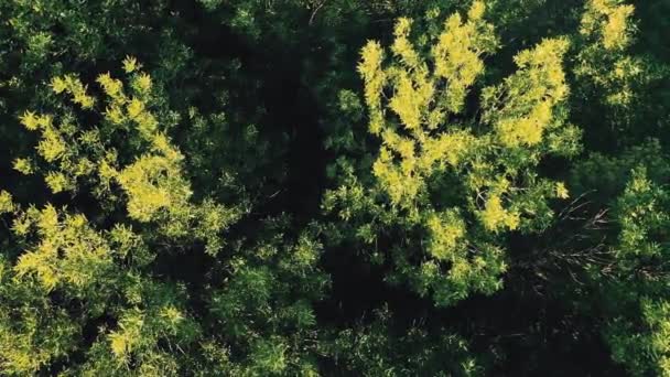 Gröna skogar i skogen — Stockvideo