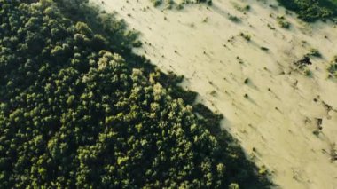 fazla büyümüş yeşil gölet