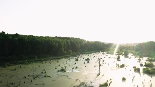 Заросший зеленый пруд — стоковое видео
