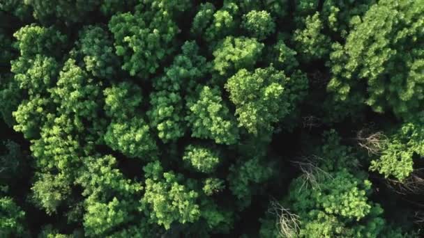 Verão floresta verde — Vídeo de Stock
