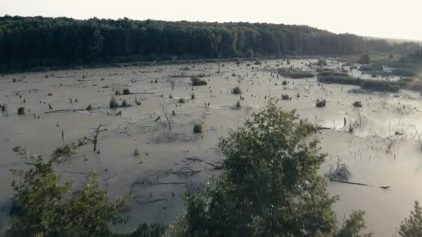 Bewachsener grüner Teich — Stockvideo