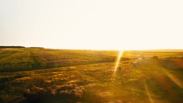 Vista superior de los campos de verano con granjas — Vídeos de Stock