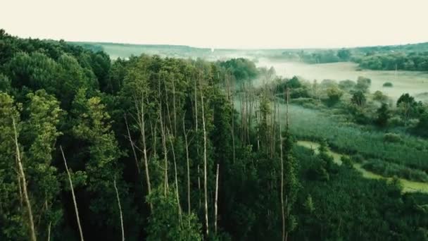 Mattina foresta nebbiosa vicino stagno — Video Stock