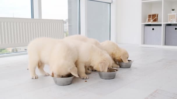 Group of puppies eating from bowls — Stock Video