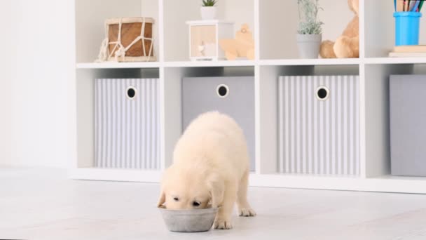 Mooie puppy eten uit kom — Stockvideo