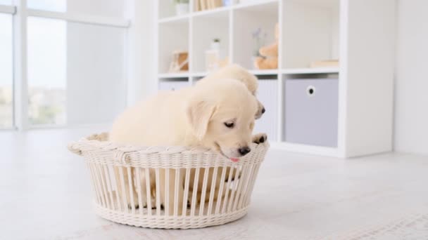 Cachorros adoráveis com cesta — Vídeo de Stock