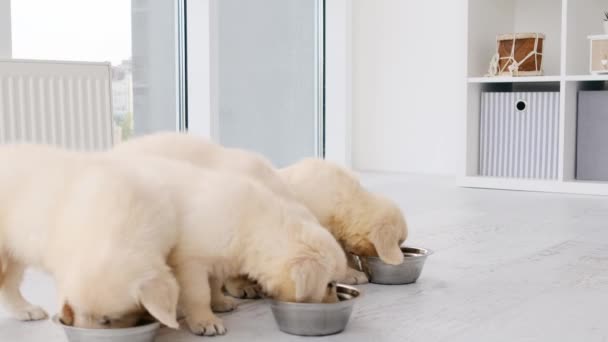 Perros jóvenes comiendo — Vídeos de Stock