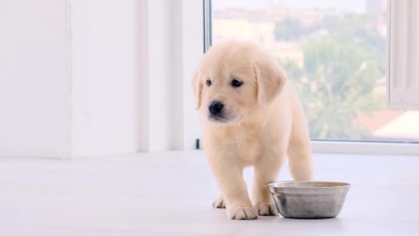 Filhote de cachorro que consome alimentos — Vídeo de Stock