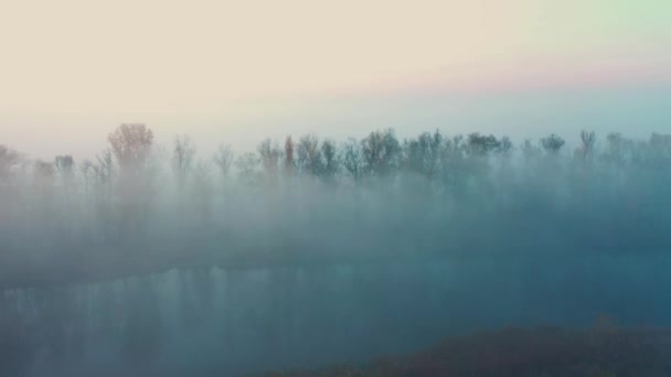 Οι κορυφές των δέντρων κοιτάζουν έξω από ομίχλη — Αρχείο Βίντεο
