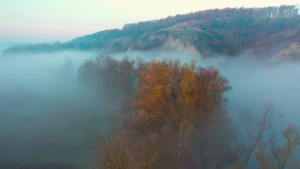 Vrcholky stromů vyhlížející z mlhy — Stock video
