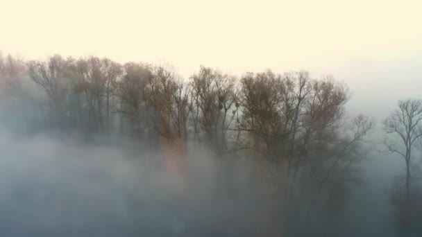 Vrcholky stromů vyhlížející z mlhy — Stock video