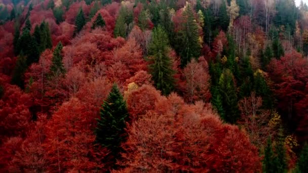 Осінній ліс гора — стокове відео