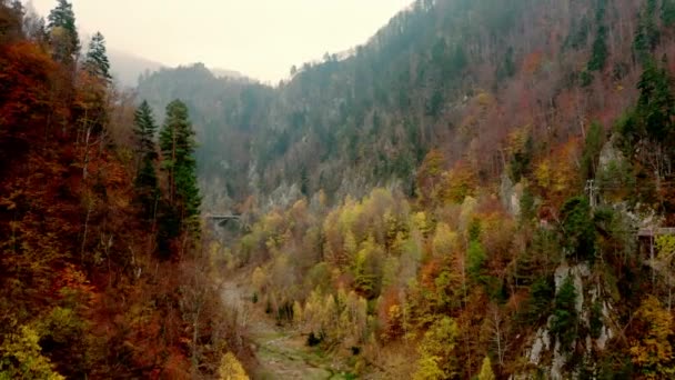 Forest in Carpathian Mountains — Stock Video