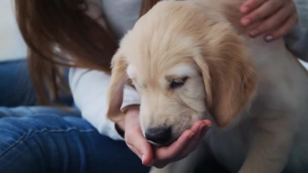 Yavru köpek elleriyle yiyor. — Stok video