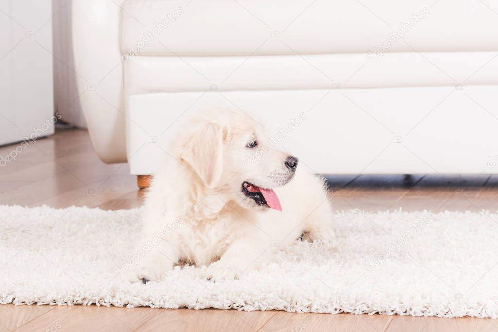 Retriever puppy sitting on carpet