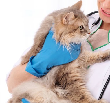 Uzun saçlı kedi veteriner doktorun ellerinde.