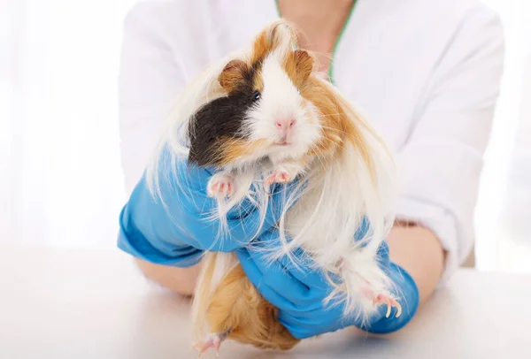 Guinea babi di klinik dokter hewan — Stok Foto