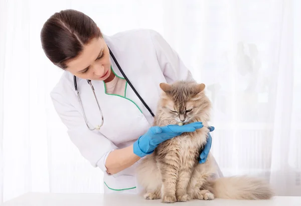 患者を検査する獣医 — ストック写真