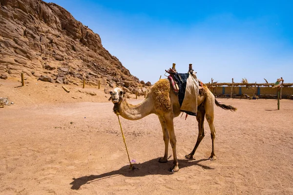 뾰족 한 곳에 묶여 있는 장식용 낙타 — 스톡 사진