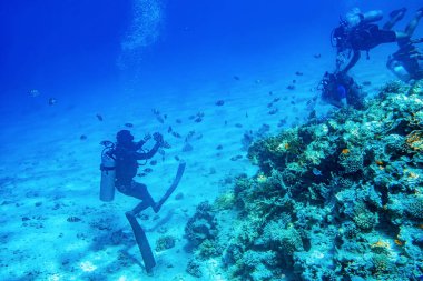 Dalgıçlar mercan resifleriyle suyun altında yüzerler.