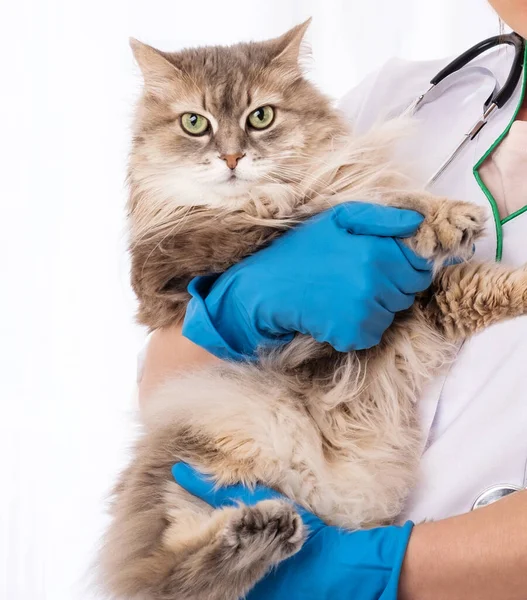 Långhårig katt i händerna på veterinär läkare — Stockfoto