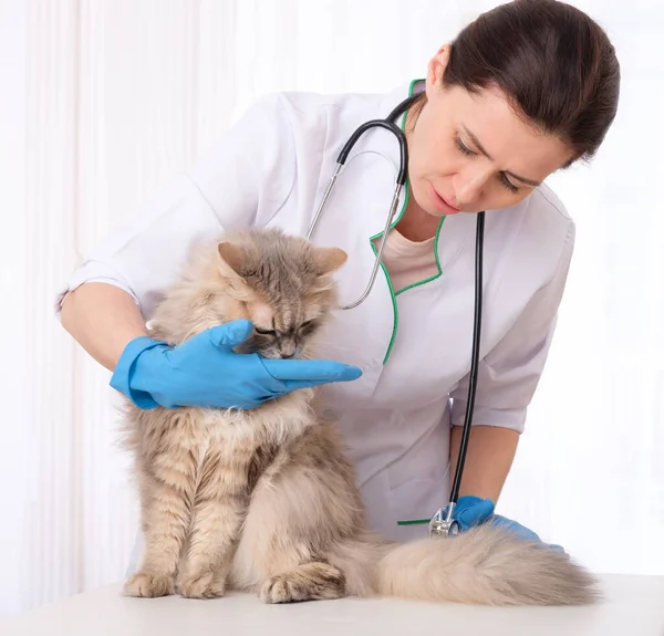 Врач-ветеринар осматривает пациента — стоковое фото