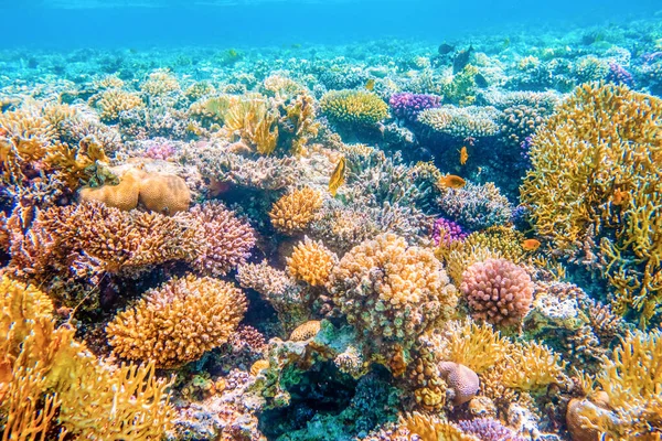 Paisagem marinha com peixes tropicais e recifes de coral — Fotografia de Stock