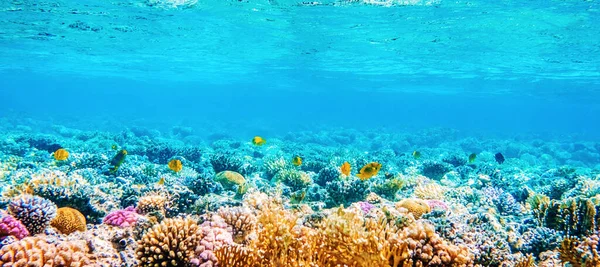Tropikal balık ve mercan resifleriyle deniz manzarası — Stok fotoğraf