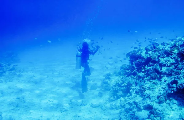Mercan resifleriyle suyun altında yüzen dalgıç. — Stok fotoğraf