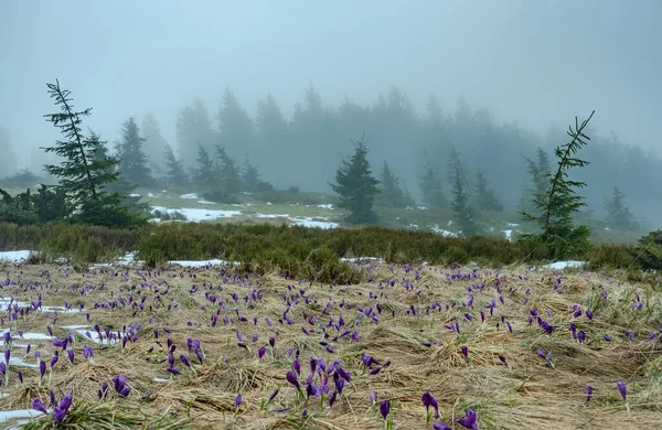 Primeras flores de azafrán en suelo nevado —  Fotos de Stock