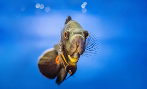 Grote vissen zwemmen in aquarium — Stockfoto