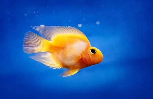 Ładna żółta ryba w zbiorniku wody — Zdjęcie stockowe