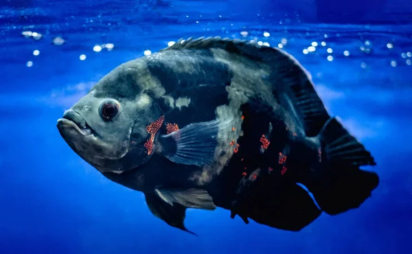 Grandi pesci che nuotano in acquario — Foto Stock