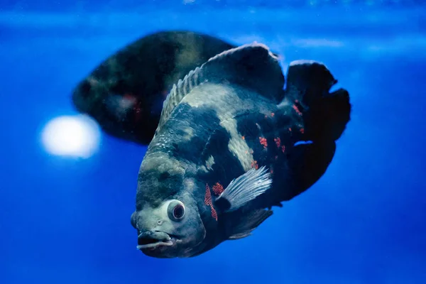 Store fisk svømning i akvarium - Stock-foto