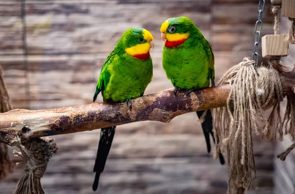 Pár zelených papoušků — Stock fotografie