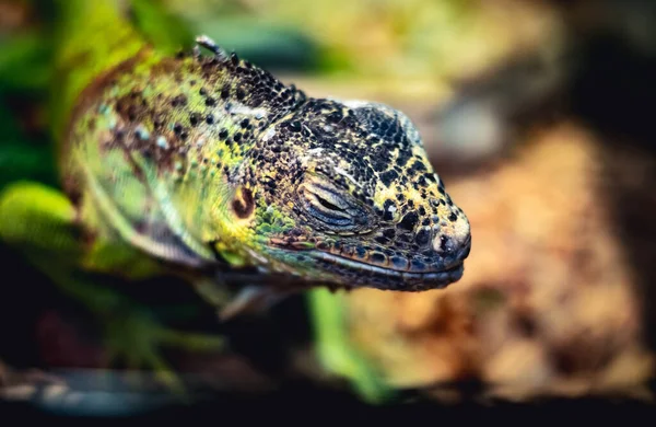 Lagarto verde pequeño —  Fotos de Stock