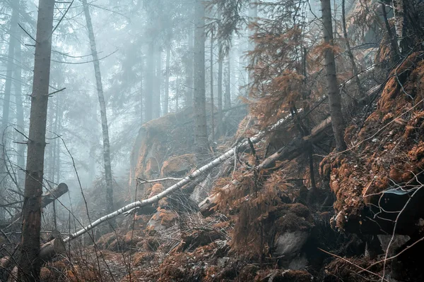 山の中の霧の森の風景 — ストック写真