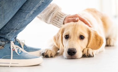 Genç köpek yerde yatıyor.