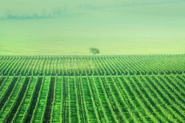 Сонце виноград плантації — стокове фото
