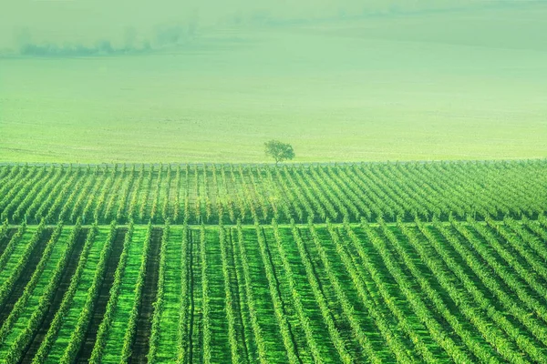 Plantacja winogron słonecznych — Zdjęcie stockowe